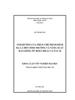 Ảnh huởng của phun chế phẩm kích thích ra lá đến sinh truởng và năng suất hai giống ớt Red Chilli và Pat 34