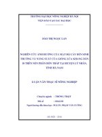 nghiên cứu ảnh hưởng của mật độ cấy đến sinh trưởng và năng suất của giống lúa khang dân 18 trên nền phân bón thấp tại huyện lý nhân, tỉnh hà nam