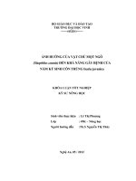 Ảnh hưởng của vật chủ mọt ngô (sitophilus zeamis) đến khả năng gây bệnh của nấm ký sinh côn trùng isaria javanica
