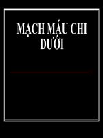 Bài giảng về mạch máu chi dưới