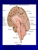 Bài giảng về viêm não nhật bản