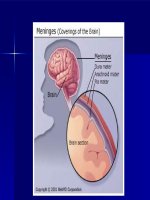 Bài giảng về viêm màng não mủ