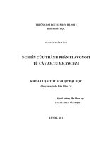 Nghiên cứu thành phần Flavonoit từ cây Ficus Microcapa