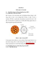 human papillomavirus