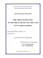 Thu nhận tế bào gốc từ mô nhung hươu sao việt nam (cervus nippon pseudaxis)