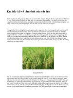 Em hãy kể về tâm tình của cây lúa - văn mẫu