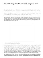 Tả cánh đồng lúa chín vào buổi sáng ban mai - văn mẫu