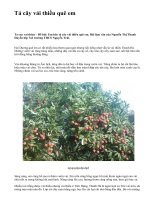 Tả cây vải thiều quê em - văn mẫu