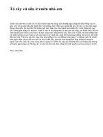 Tả cây vú sữa ở vườn nhà em - văn mẫu