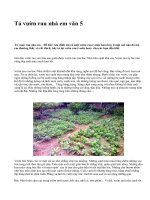 Tả vườn rau nhà em văn 5 - văn mẫu