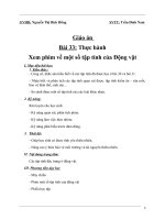 GIÁO ÁN BÀI 33 THỰC HÀNH XEM PHIM TẬP TÍNH Ở ĐỘNG VẬT