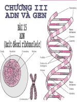 Sinh 9: Tiết 15: ADN