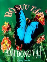 ảnh động vật đẹp