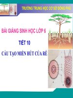 Cấu tạo miền hút của rễ