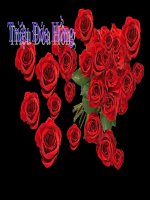 TẶNG P.LAN : TRIỆU ĐÓA HỒNG