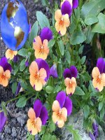 tiết 12 Bài 10. cấu tạo bên trong của Trái Đất