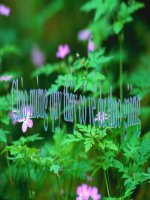 Nguoi Trong bao - Giáo Viên Nguyễn Thị Thúy Diễm