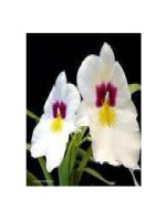 vẻ đẹp của hoa phong lan