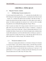 Phương pháp cố định α amylase trên chất mang chitosan rắn