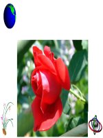 giáo án bồi dưỡng thao giảng, thi giáo viên giỏi môn vật lý lớp 6 bài mặt phẳng nghiêng  (8)