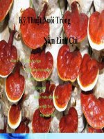 Kỹ thuật nuôi trồng nấm linh chi slide