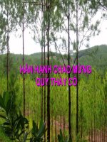 hạt trần cây thông