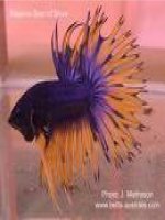 bộ hình nền cá cảnh