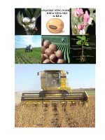 bón phân cho cây đậu tương