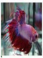 hình nền cá chọi 2