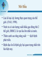 bao cao ve benh dao on hai lua