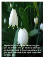 12 tháng 12 loài hoa