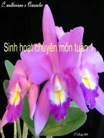 nôi dung sinh hoat chuyen mon tuần 1