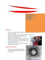 VIÊM PHẾ QUẢN TRUYỀN NHIỄM Ở GÀ