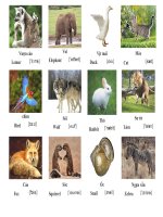 Từ điển bằng hình  ảnh dành cho bé yêu học Tiếng Anh