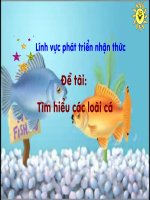 linh vuc nhan thuc