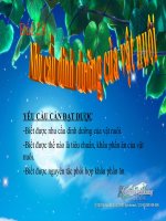 Bài 28: Nhu Cầu Dinh Dưỡng Của Vật Nuôi