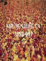 Những chiếc lá xinh đẹp