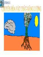 Sự hấp thu nước, muối khoáng