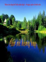 TĐ: Cáo và Hồng Hạc