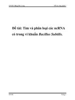Đề tài tìm và phân loại các ncRNA có trong vi khuẩn bacillus subtilis
