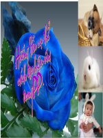 Tạo hiệu ứng trong PP