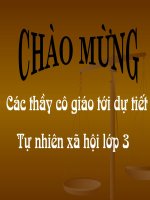 Bài 40: Thực vật