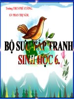 Bộ sưu tập ảnh Sinh học 6 phần 1