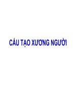 cau tao xuong nguoi