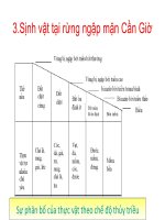 sinh vật tại rừng ngập mặn cần giờ