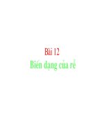 Bài 12: BIẾN DẠNG CỦA RỂ
