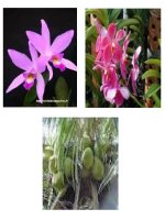 On tap ta cay coi Tuan 27