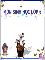 Bài 11 SỰ HÚT NƯỚC VÀ MUỐI KHOÁNG CỦA RỄ(tiếp theo)