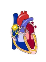 Bài giảng Sinh học lớp 9, bài 19 Tuần hoàn máu