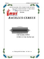 Tiểu luận BACILLUS CEREUS